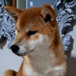 Raphael Shiba Inu