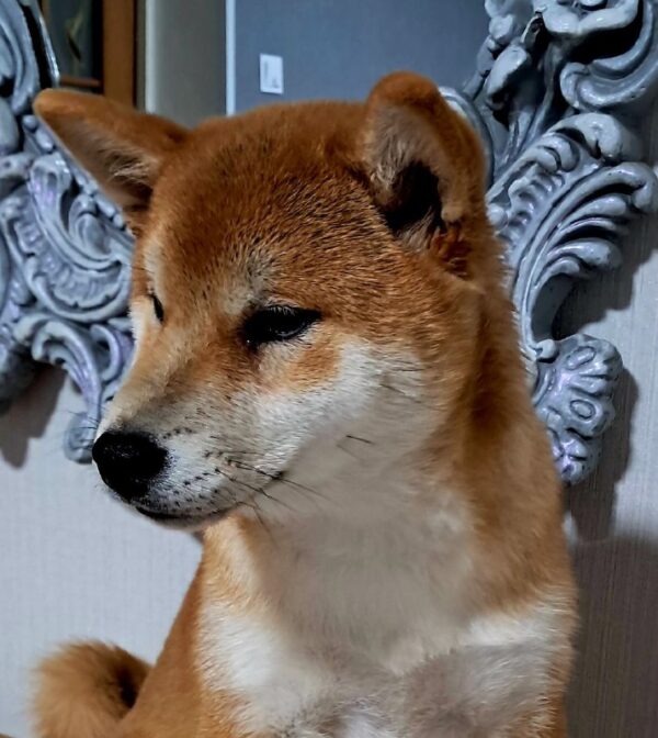 Kitsune Shiba Inu