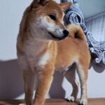 Kitsune-male-Shiba-puppy-for-sale-3