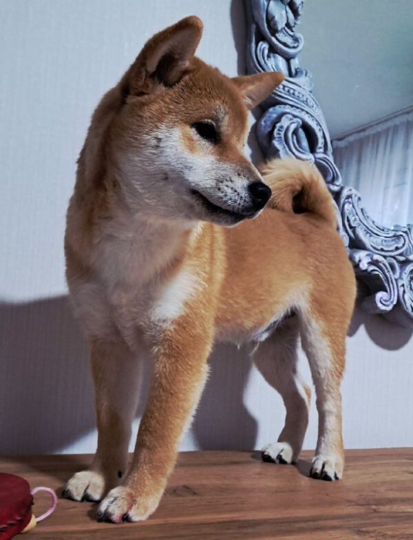 Kitsune Shiba Inu