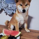 Kitsune-male-Shiba-puppy-for-sale-4