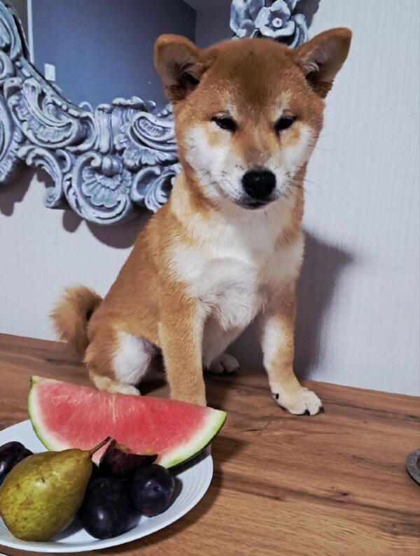Kitsune Shiba Inu