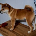 Kitsune-male-Shiba-puppy-for-sale-5