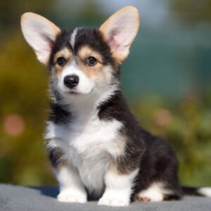Kler Welsh Corgi