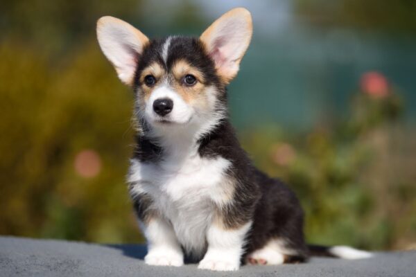 Kler Welsh Corgi
