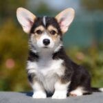 Kler-female-Welsh-Corgi-puppy-for-sale-2