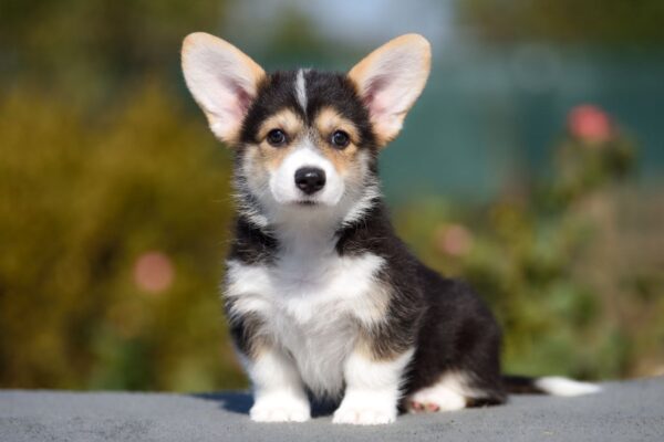 Kler Welsh Corgi