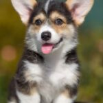 Kler-female-Welsh-Corgi-puppy-for-sale-3