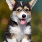 Kler-female-Welsh-Corgi-puppy-for-sale-4