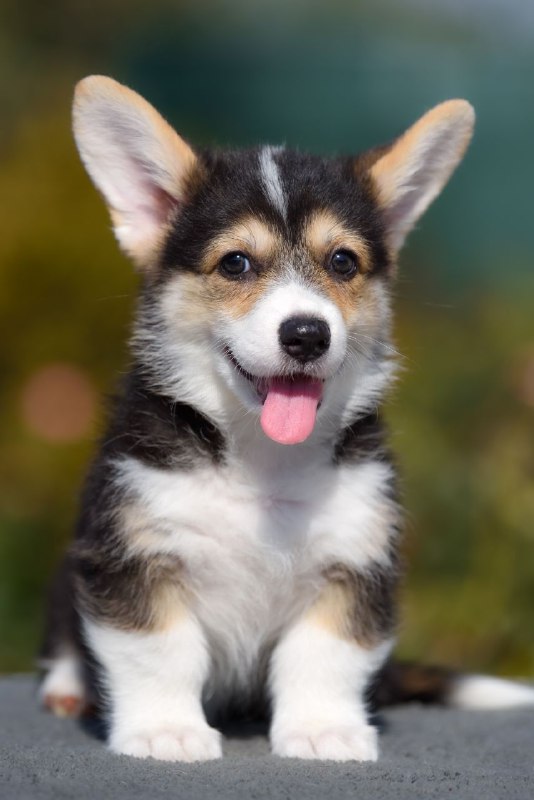Kler Welsh Corgi