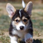 Kylie Welsh Corgi