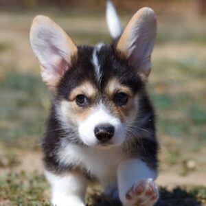 Kler Welsh Corgi