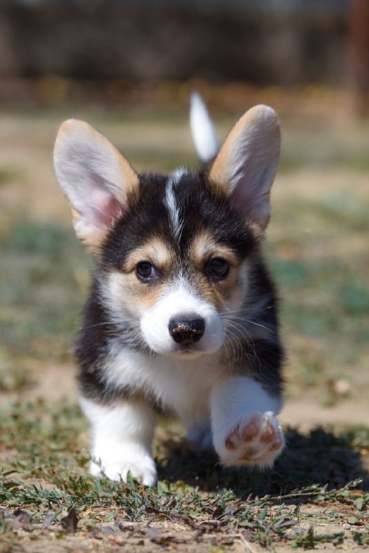 Kler Welsh Corgi