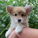 Capsie Welsh Corgi