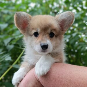 Korra Welsh Corgi