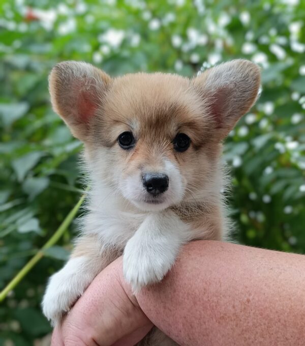 Korra Welsh Corgi Korra Welsh Corgi