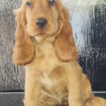 Maier English Cocker Spaniel