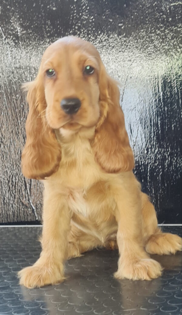 Krista English Cocker Spaniel Krista English Cocker Spaniel