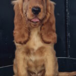 Krista-female-english-cocker-spaniel-puppy-for-sale-1 (2)