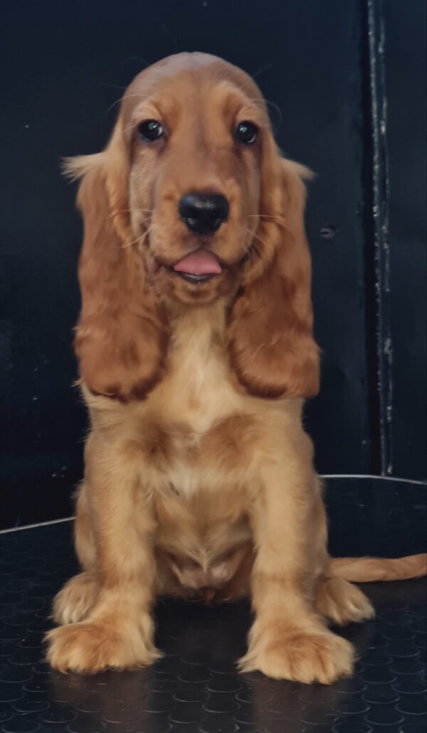 Krista English Cocker Spaniel Krista English Cocker Spaniel