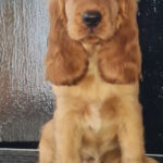 Krista-female-english-cocker-spaniel-puppy-for-sale-1 (3)