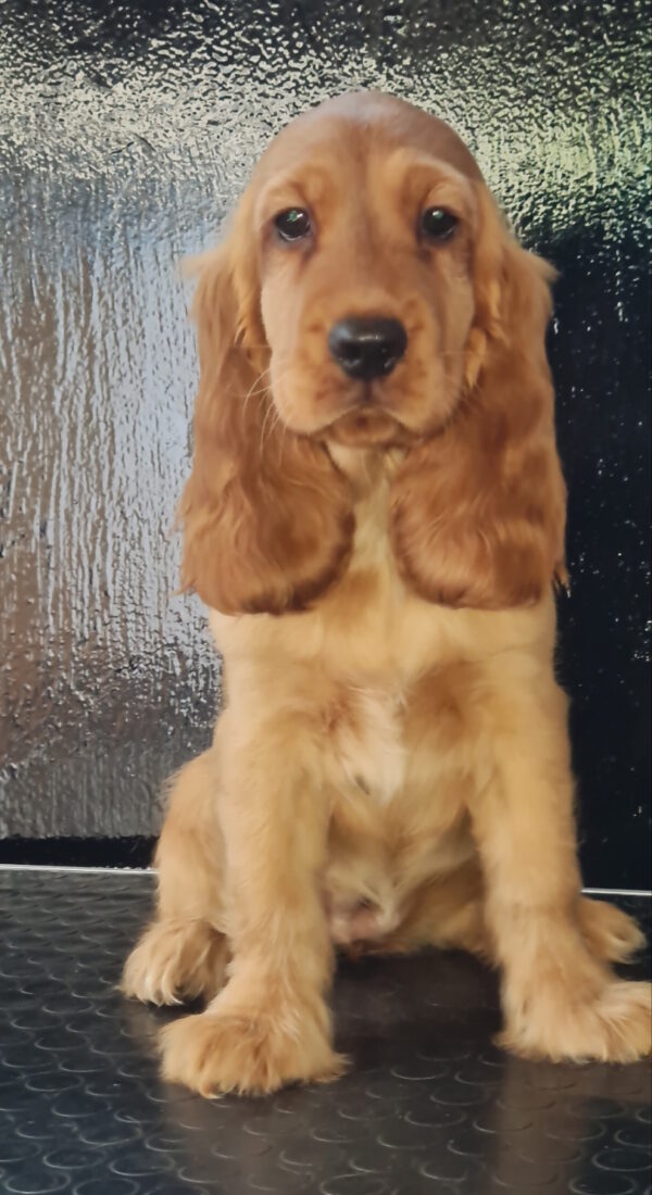 Krista English Cocker Spaniel Krista English Cocker Spaniel