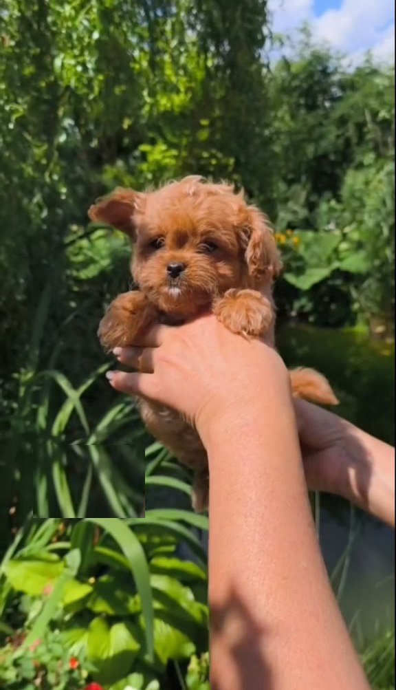 Krosh Maltipoo Krosh Maltipoo