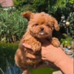 Krosh-male-maltipoo-puppy-for-sale-1 (2)