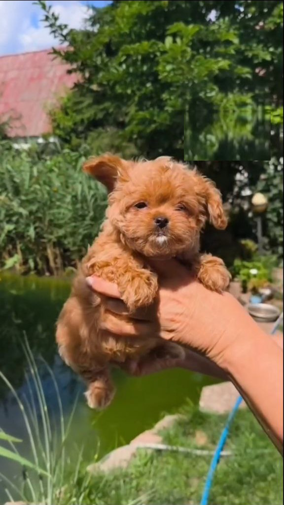 Krosh Maltipoo Krosh Maltipoo