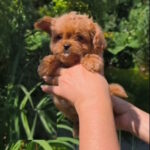 Krosh-male-maltipoo-puppy-for-sale-1 (3)