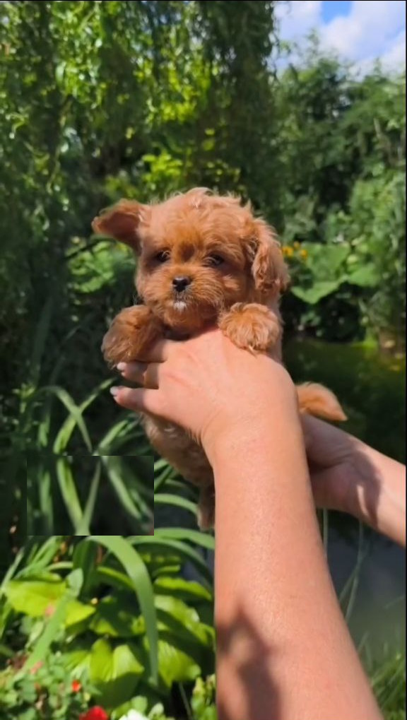 Krosh Maltipoo Krosh Maltipoo