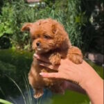 Krosh-male-maltipoo-puppy-for-sale-1 (4)
