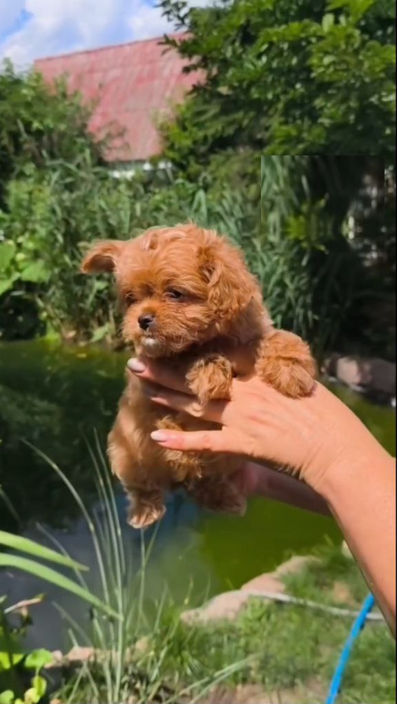 Krosh Maltipoo Krosh Maltipoo