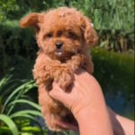 Krosh-male-maltipoo-puppy-for-sale-1 (5)