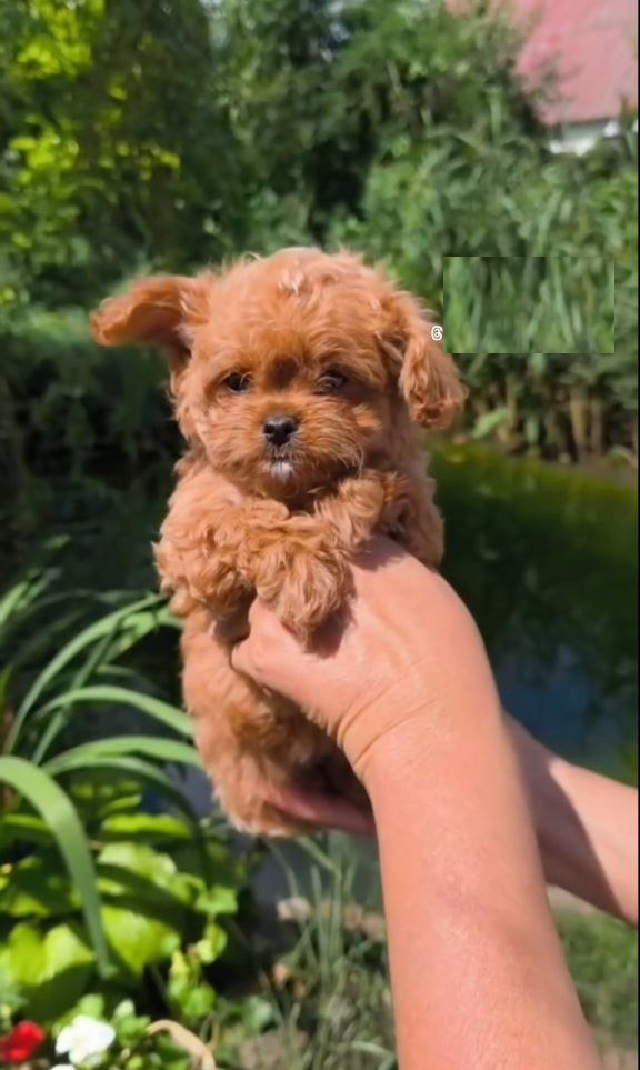 Krosh Maltipoo Krosh Maltipoo