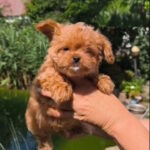 Krosh-male-maltipoo-puppy-for-sale-1 (6)