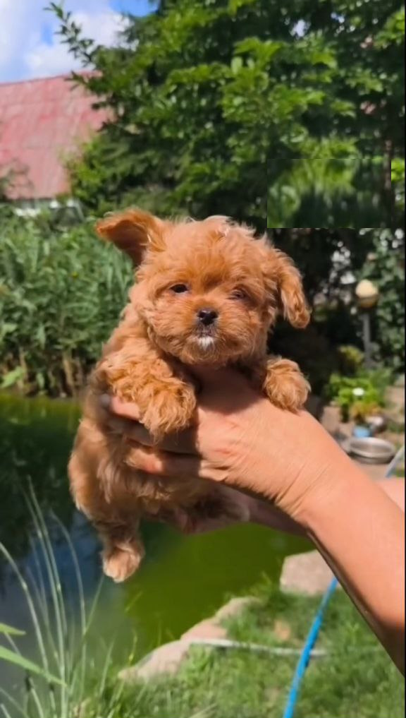 Krosh Maltipoo Krosh Maltipoo