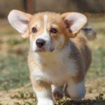 Kylie-female-Welsh-Corgi-puppy-for-sale-1