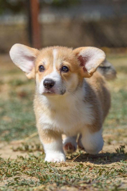 Kylie Welsh Corgi Kylie Welsh Corgi