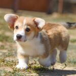 Kylie-female-Welsh-Corgi-puppy-for-sale-2