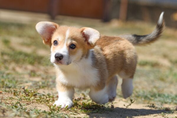 Kylie Welsh Corgi Kylie Welsh Corgi