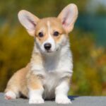 Kylie-female-Welsh-Corgi-puppy-for-sale-3