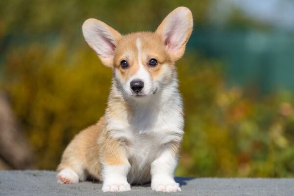 Kylie Welsh Corgi Kylie Welsh Corgi
