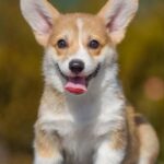 Kylie-female-Welsh-Corgi-puppy-for-sale-4