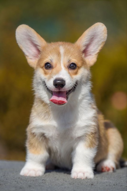 Kylie Welsh Corgi Kylie Welsh Corgi