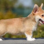 Kylie-female-Welsh-Corgi-puppy-for-sale-5
