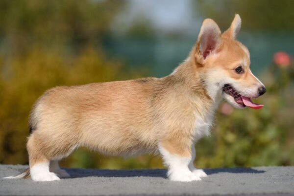 Kylie Welsh Corgi Kylie Welsh Corgi