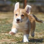 Kylie-female-Welsh-Corgi-puppy-for-sale-6