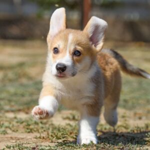 Kylie Welsh Corgi