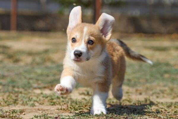 Kylie Welsh Corgi Kylie Welsh Corgi